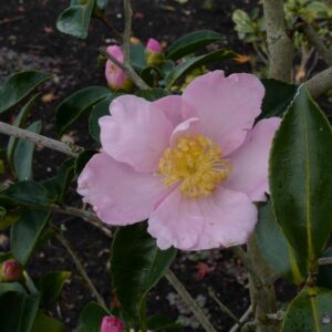 Camellia sasanqua 'Misty Moon'