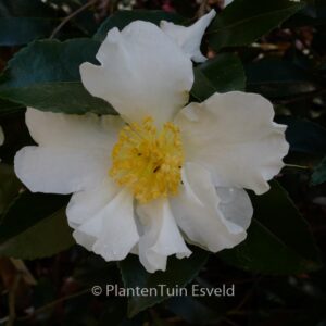 Camellia sasanqua 'Orcival'