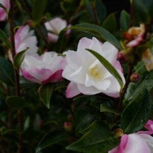 Camellia sasanqua 'Paradise Blush'