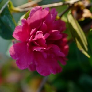 Camellia sasanqua 'Paradise Caroline'