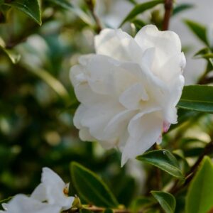 Camellia sasanqua 'Paradise Little Liane'