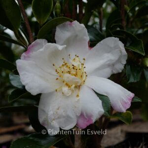 Camellia sasanqua 'Paradise Venessa'