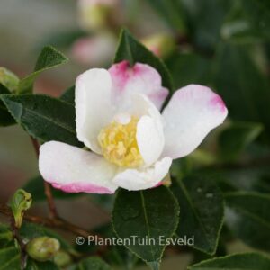Camellia sasanqua 'Rainbow'
