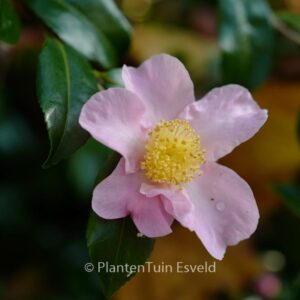 Camellia sasanqua 'Rosea'