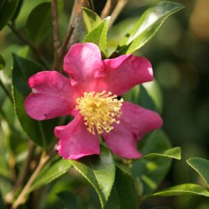 Camellia sasanqua 'Rubra'