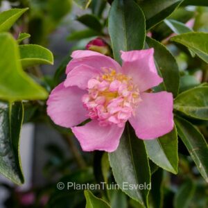 Camellia sasanqua 'Shinonome'
