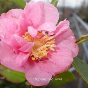 Camellia sasanqua 'Showa-no-sakae'