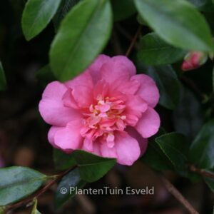 Camellia sasanqua 'Sparkling Burgundy'