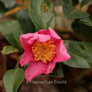Camellia sasanqua 'Vicomte de Noailles'