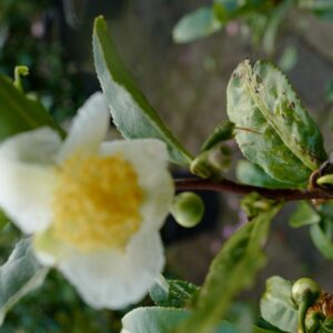 Camellia sinensis 'Rholida'