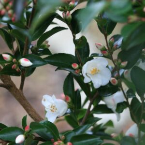 Camellia transnokoensis