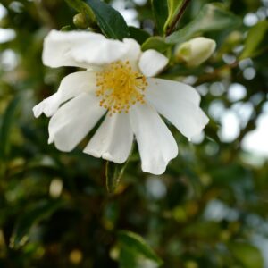 Camellia virgata