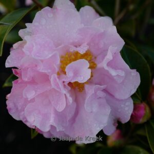 Camellia williamsii 'Free Style'