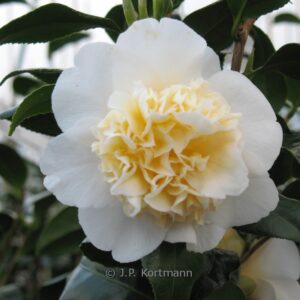 Camellia williamsii 'Jury's Yellow'