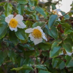 Camellia yunnanensis