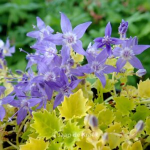 Campanula 'Dickson's Gold'