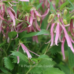 Campanula 'Pink Octopus'