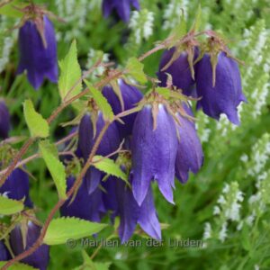 Campanula 'Purple Sensation'