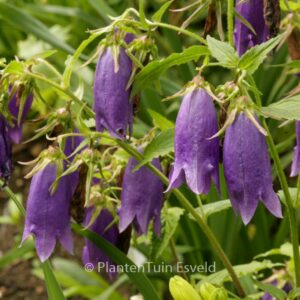 Campanula 'Sarastro'
