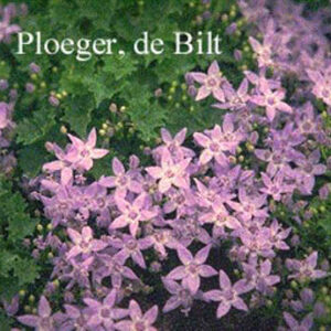 Campanula garganica 'Erinus Major'