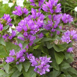Campanula glomerata 'Acaulis'