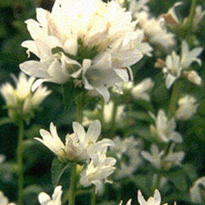 Campanula glomerata 'Alba'