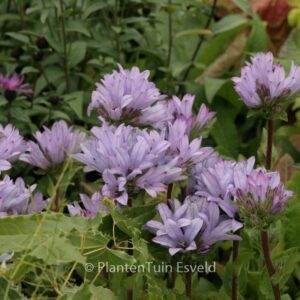 Campanula glomerata 'Caroline'