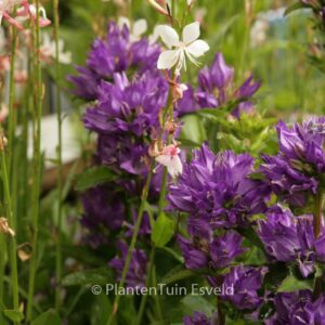 Campanula glomerata 'Freya'