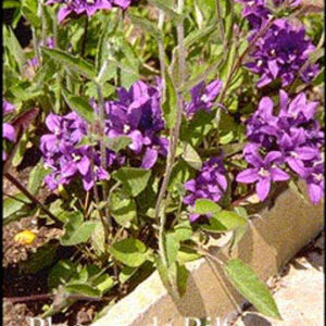 Campanula glomerata 'Joan Elliott'