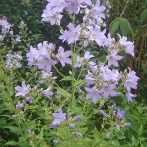 Campanula lactiflora 'Loddon Anna'