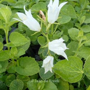Campanula latifolia 'Alba'