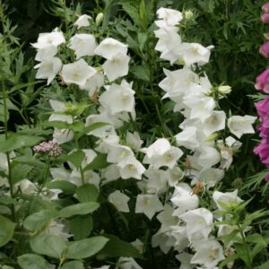 Campanula persicifolia 'Alba'