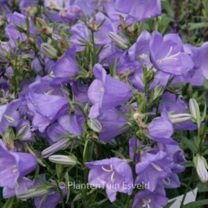 Campanula persicifolia 'Takion Blue'