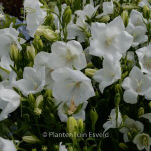 Campanula persicifolia 'Takion White'