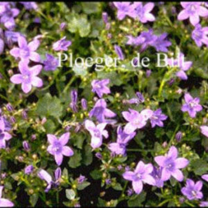 Campanula portenschlagiana 'Resholt Variety'