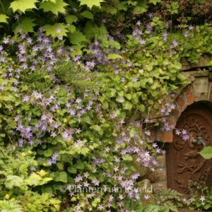 Campanula poscharskyana