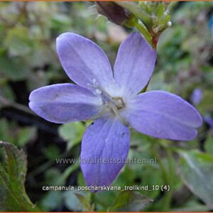 Campanula poscharskyana 'Trollkind'
