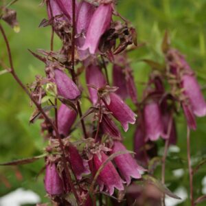 Campanula punctata 'Rubra'