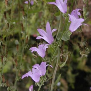 Campanula sarmatica 'Hemelstraling'