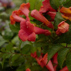 Campsis radicans 'Flamenco'