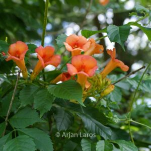 Campsis tagliabuana 'Kudian' (INDIAN SUMMER)