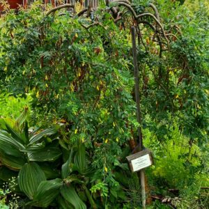 Caragana arborescens 'Pendula'