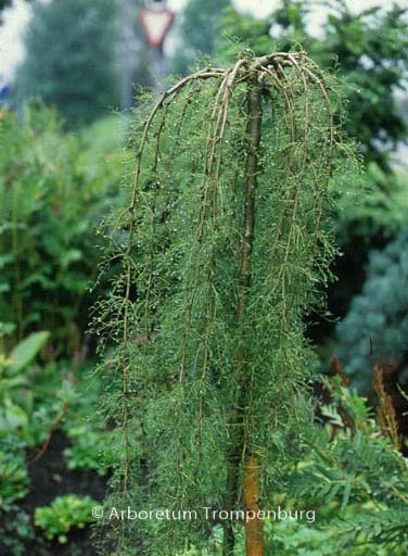 Caragana arborescens 'Walker'