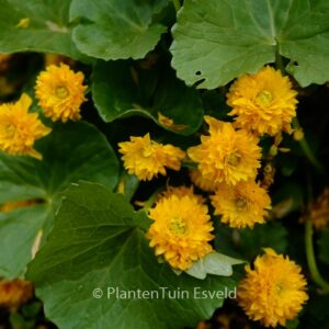 Cardamine pratensis 'Flore Pleno'