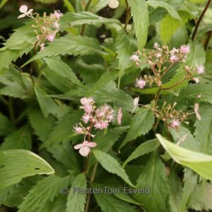 Cardiandra alternifolia ex 'Gotemba red Flower'