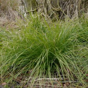 Carex 'Kyoto'