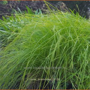 Carex bromoides