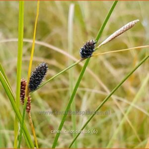 Carex calotides