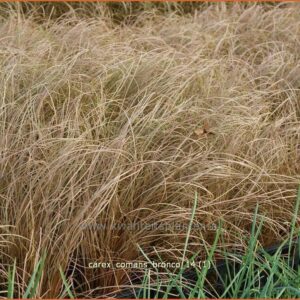 Carex comans 'Bronco'