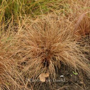 Carex comans 'Bronze Form'